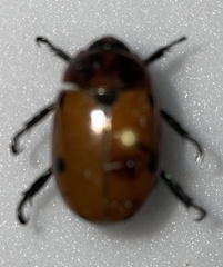 Pelidnota punctata