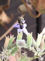 Lasioglossum fuscipenne