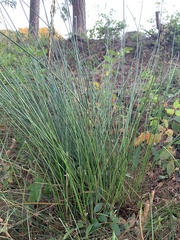 Juncus effusus