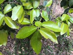 Denhamia bilocularis