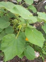 Malvaceae