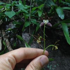 Prosthechea pterocarpa