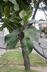 Aegiphila bogotensis