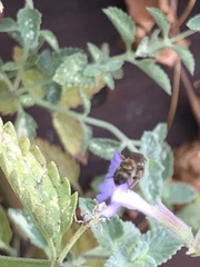 Lasioglossum fuscipenne