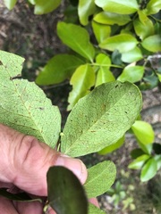 Denhamia bilocularis