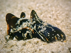 Philinopsis speciosa