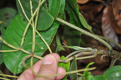 Peperomia striata