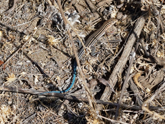 Aspidoscelis hyperythrus