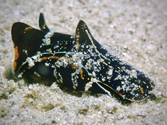 Philinopsis speciosa