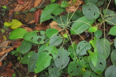 Peperomia striata