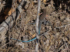 Aspidoscelis hyperythrus