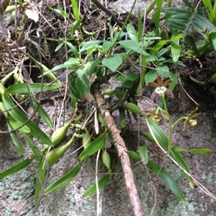 Prosthechea pterocarpa