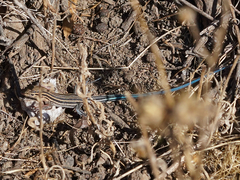 Aspidoscelis hyperythrus