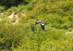 Patagioenas maculosa albipennis