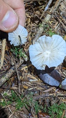 Marasmius