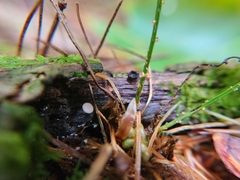 Calycina