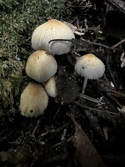 Coprinellus impatiens
