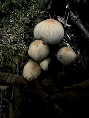 Coprinellus impatiens