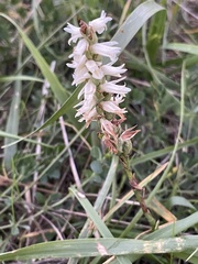 Spiranthes cernua