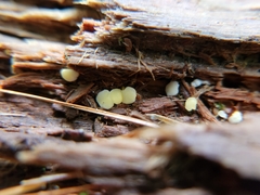 Calycina