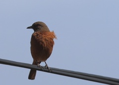 Monticola rupestris