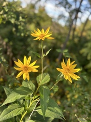 Helianthus divaricatus