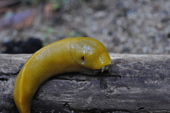 Ariolimax dolichophallus