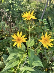 Helianthus divaricatus