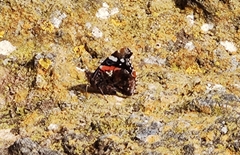 Vanessa atalanta atalanta