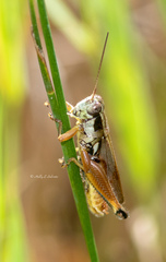 Paroxya atlantica