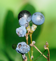 Caulophyllum thalictroides