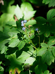Caulophyllum thalictroides