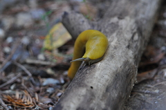 Ariolimax dolichophallus