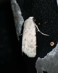 Leucocnemis perfundis