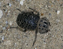 Omorgus umbonatus