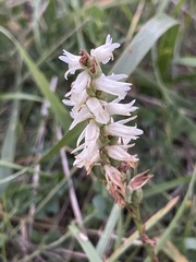 Spiranthes cernua