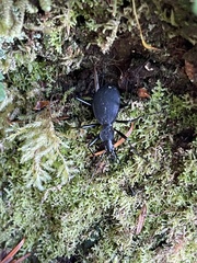 Scaphinotus angusticollis