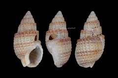 Ilyanassa trivittata