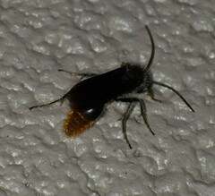 Sphaeropthalma marpesia