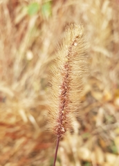 Setaria viridis