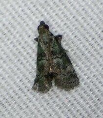 Cacotherapia flexilinealis