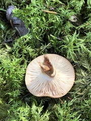 Lactarius glyciosmus