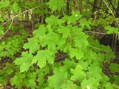 Acer nigrum