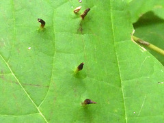 Vasates aceriscrumena