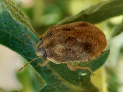 Sphyrocoris obliquus