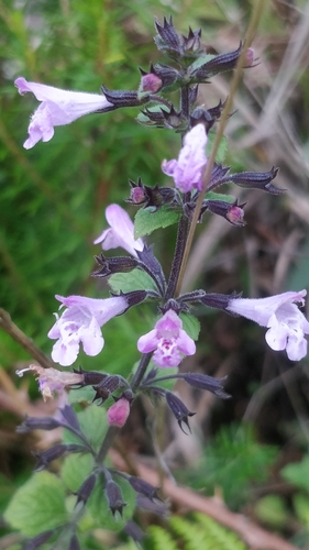 Clinopodium menthifolium subsp. ascendens image