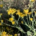 Annual Bristleweed - Photo (c) Eric Hough, some rights reserved (CC BY-NC), uploaded by Eric Hough