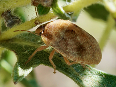 Sphyrocoris obliquus