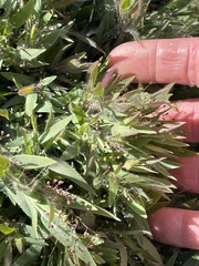 Dichanthelium lanuginosum