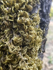 Homalothecium sericeum